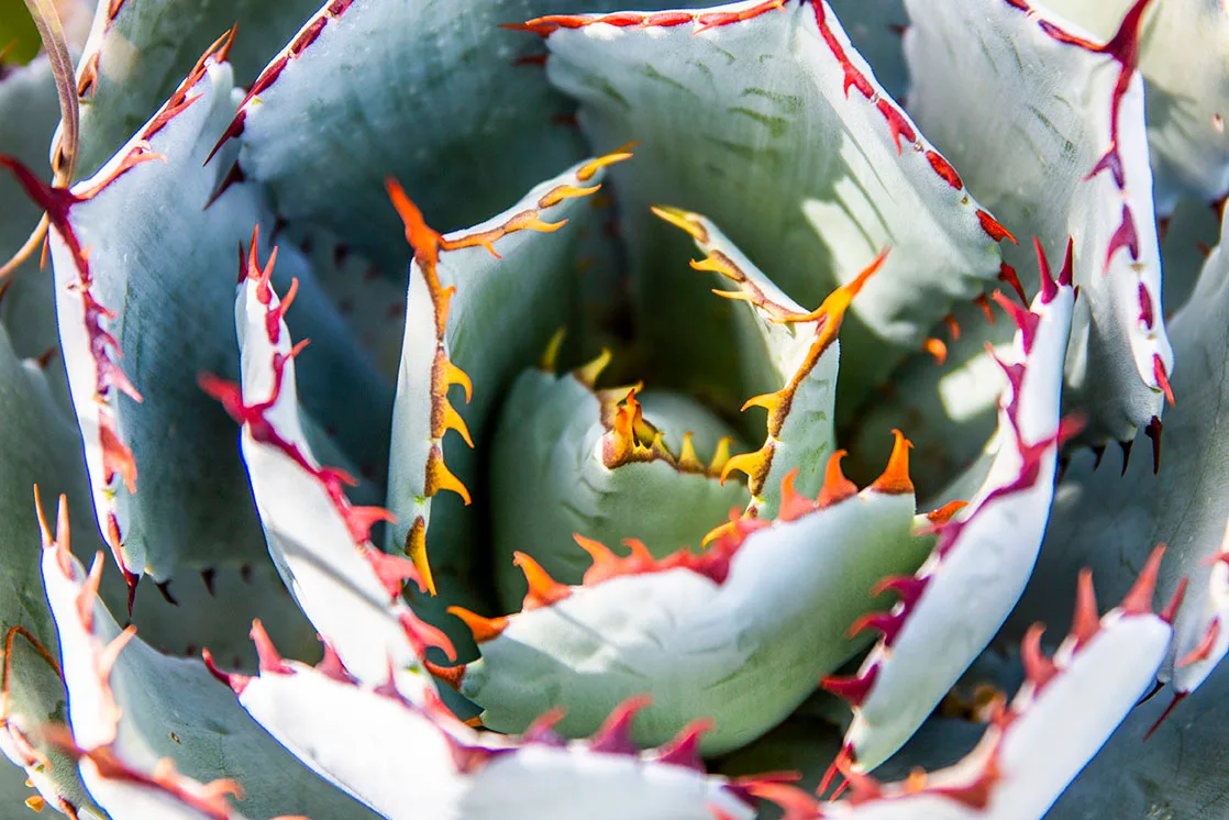 Lucky Crown Agave Arizona-Sonoran Desert Museum, flowers and plants, a fine art photograph by Janell Evelyn Baca