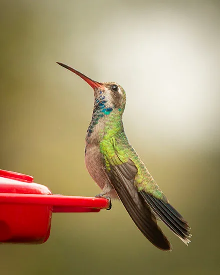 MAN (67) Madera Canyon Hummingbird, animals by Michael Joseph Baca, Casa de Baca Studios, Florence, Arizona
