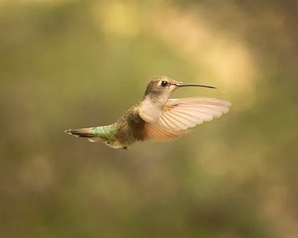 MAN (68) Madera Canyon Hummingbird, animals by Michael Joseph Baca, Casa de Baca Studios, Florence, Arizona