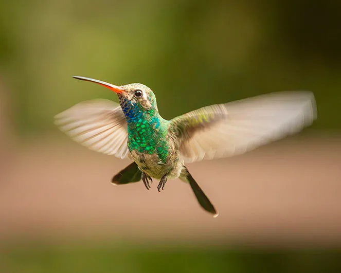 MAN (69) Madera Canyon Hummingbird, animals by Michael Joseph Baca, Casa de Baca Studios, Florence, Arizona
