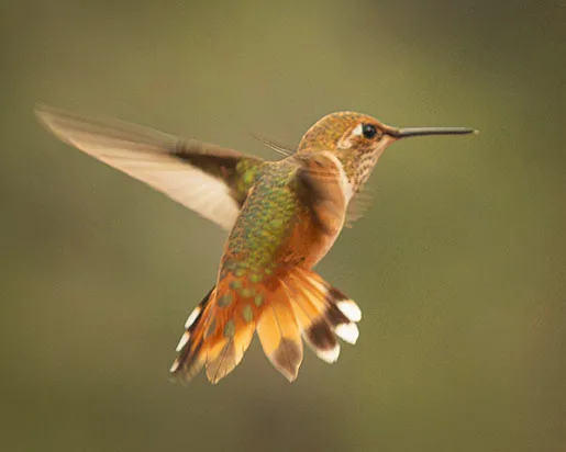 MAN (70) Madera Canyon Hummingbird, animals by Michael Joseph Baca, Casa de Baca Studios, Florence, Arizona