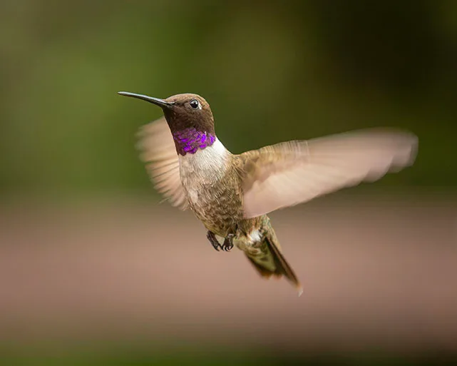 MAN (71) Madera Canyon Hummingbird, animals by Michael Joseph Baca, Casa de Baca Studios, Florence, Arizona