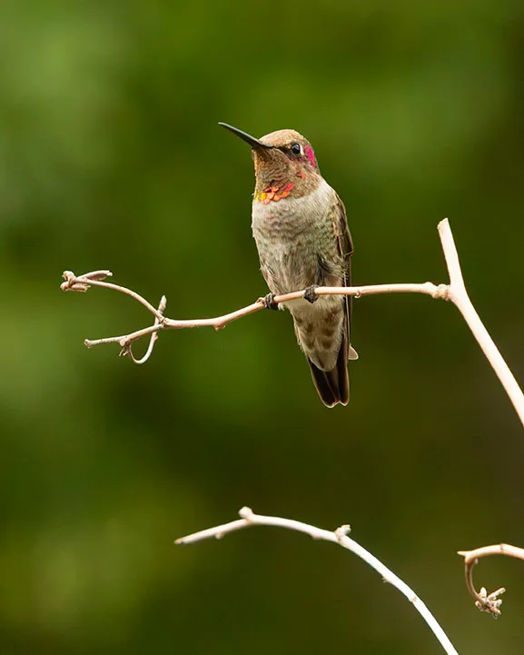 MAN (72) Madera Canyon Hummingbird, animals by Michael Joseph Baca, Casa de Baca Studios, Florence, Arizona