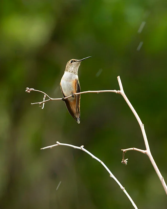 MAN (73) Madera Canyon Hummingbird, animals by Michael Joseph Baca, Casa de Baca Studios, Florence, Arizona
