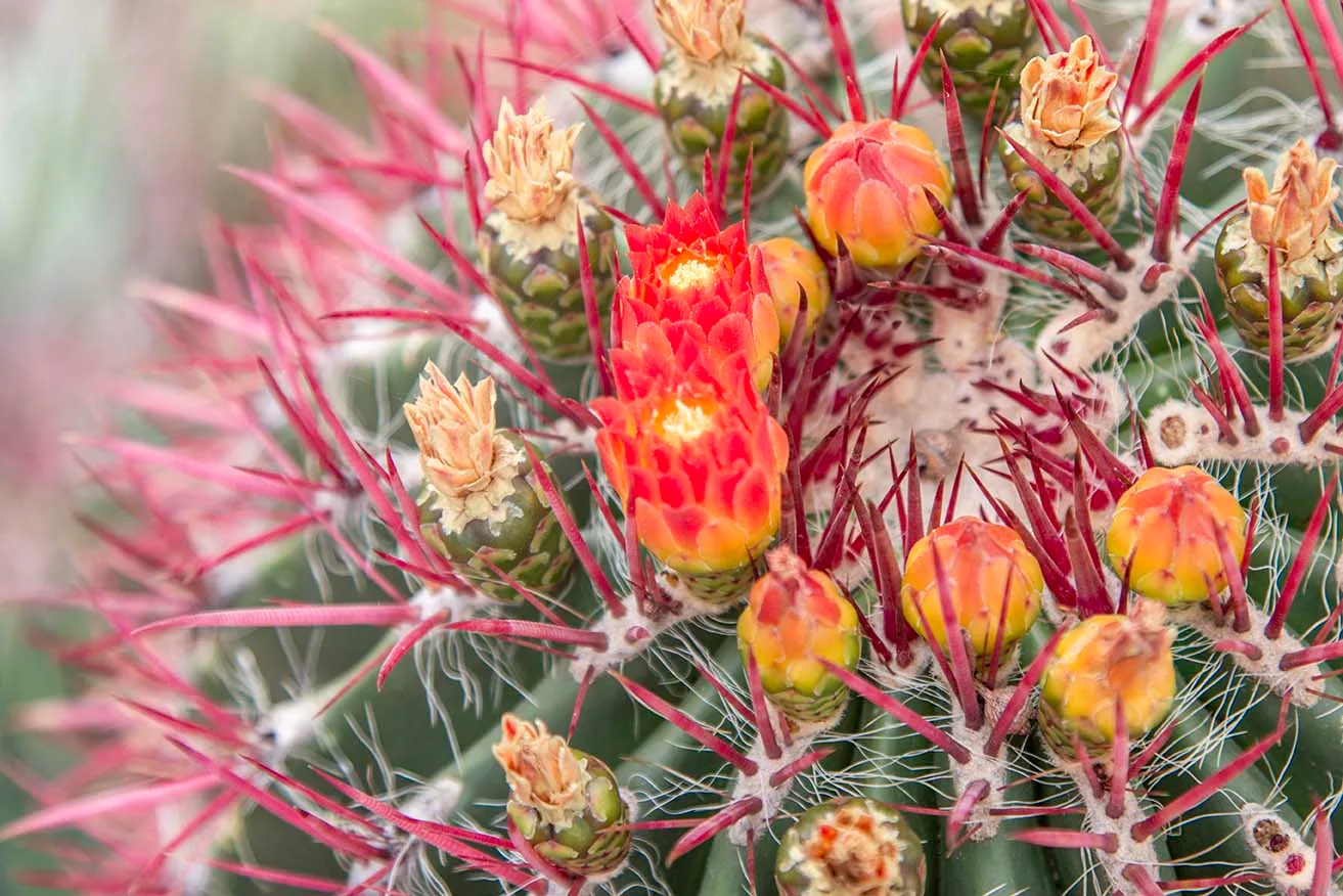Mexican Fire Barrel Cactus at Boyce Thompson Arboretum, flowers and plants, a fine art photograph by Janell Evelyn Baca