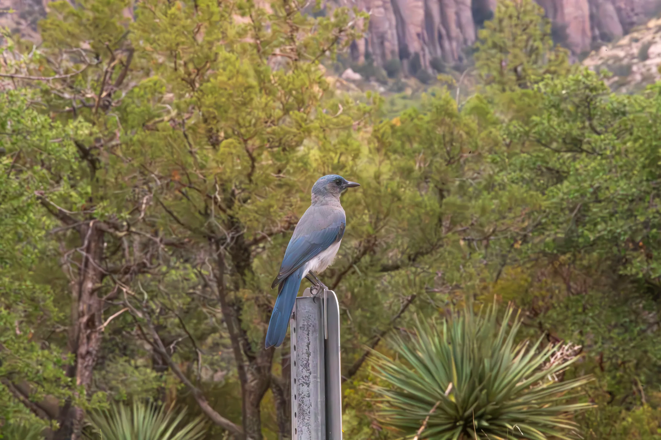 Mexican Jay at Chiricahua National Monument, animals, a fine art photograph by Michael Joseph Baca
