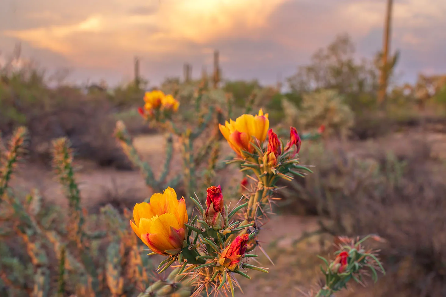 MFL (23) Cholla Blossoms Florence Arizona, flowers and plants by Michael Joseph Baca, Casa de Baca Studios, Florence, Arizona