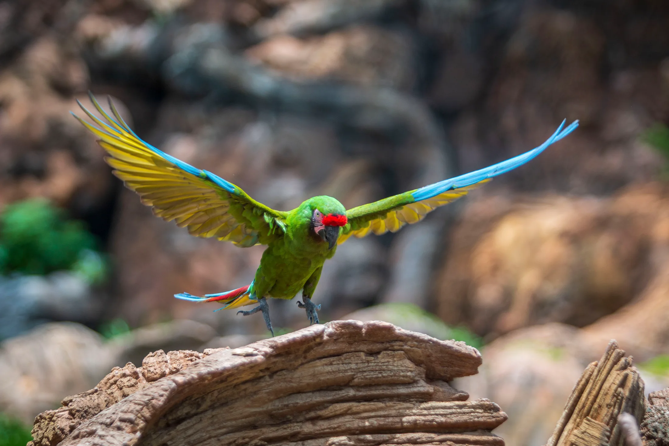 Military Macaw at Animal Kingdom FL, animals, a fine art photograph by Michael Joseph Baca