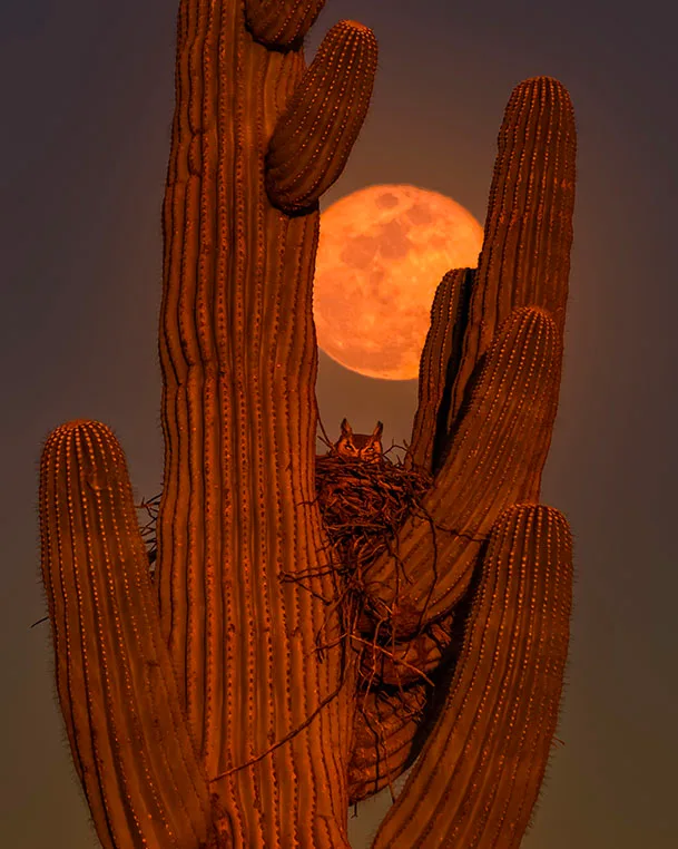 MMN (39) Great Horned Owl with the Moon Florence Arizona by Michael Joseph Baca, Casa de Baca Studios, Florence, Arizona