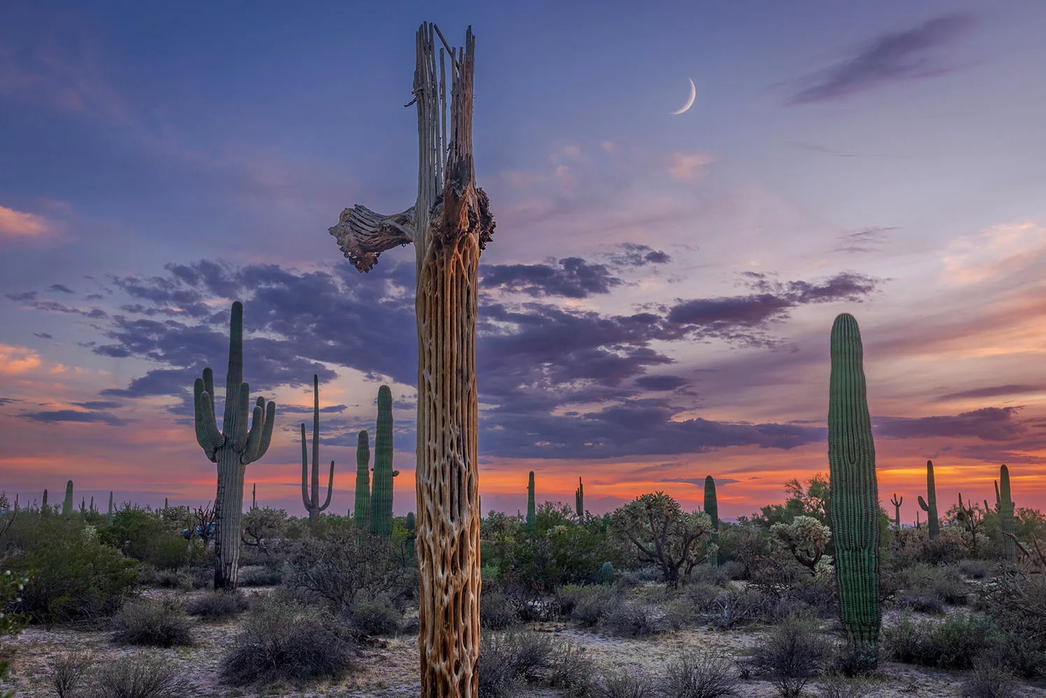MMN (42) Saguaro Ribs and Sliver Moon Florence Arizona by Michael Joseph Baca, Casa de Baca Studios, Florence, Arizona