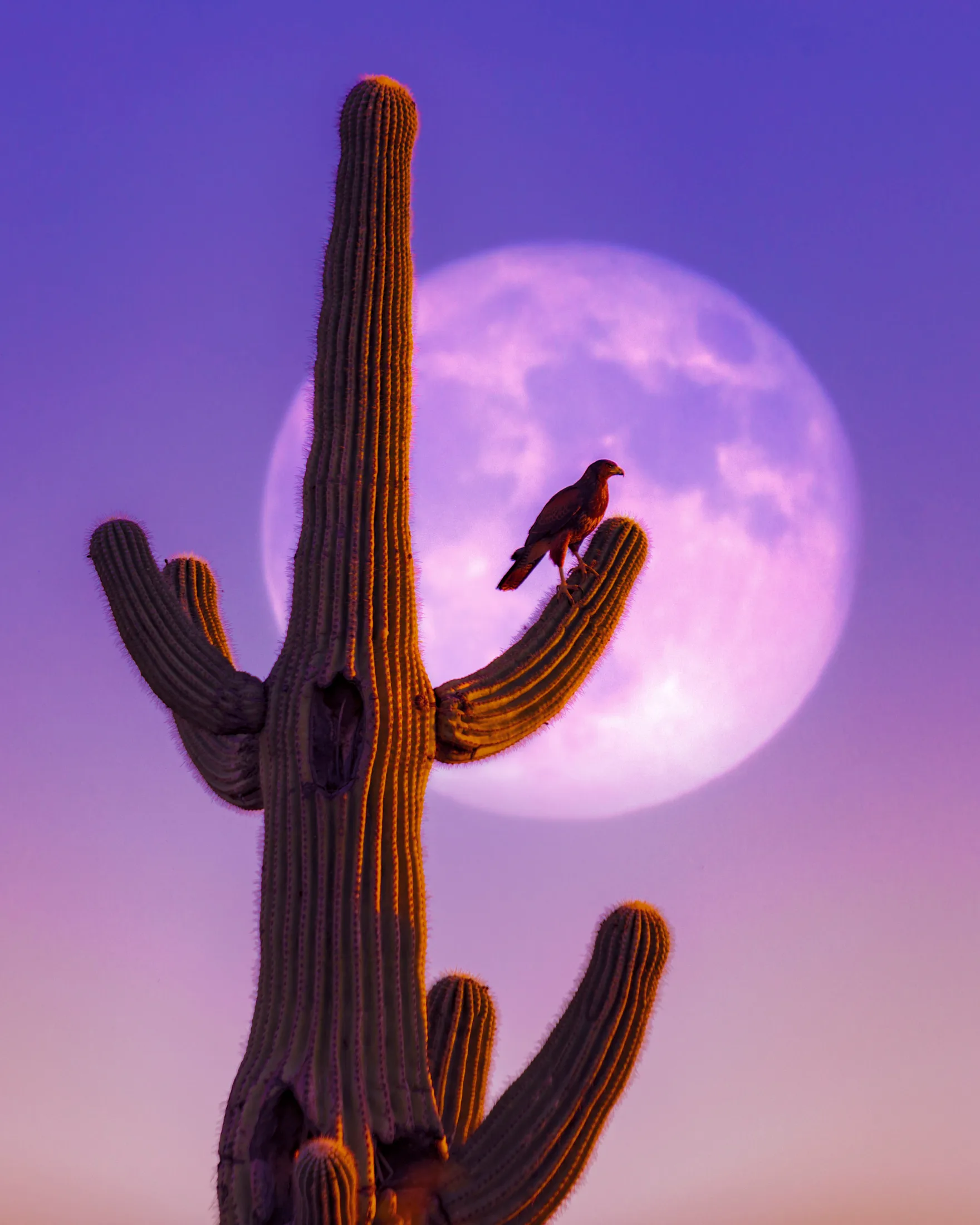 Moon & Harris's Hawk Florence AZ, a fine art photograph by Michael Joseph Baca, Casa de Baca Studios, Florence, Arizona