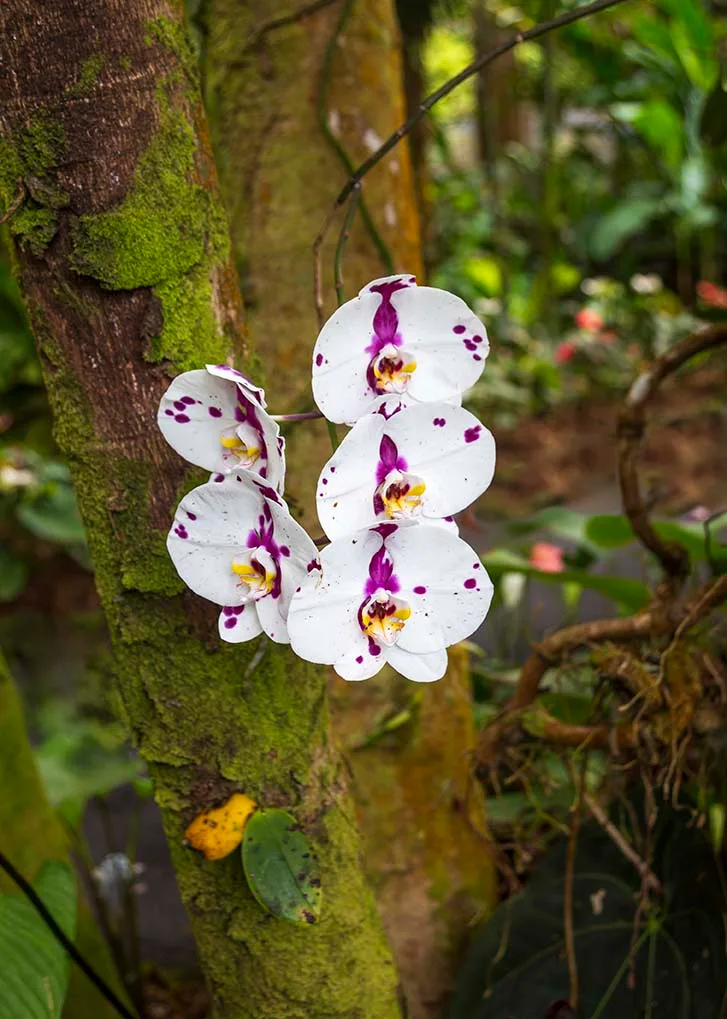 Moth or Moon Orchid Hawaii Tropical Bioreserve and Garden, flowers and plants, a fine art photograph by Janell Evelyn Baca