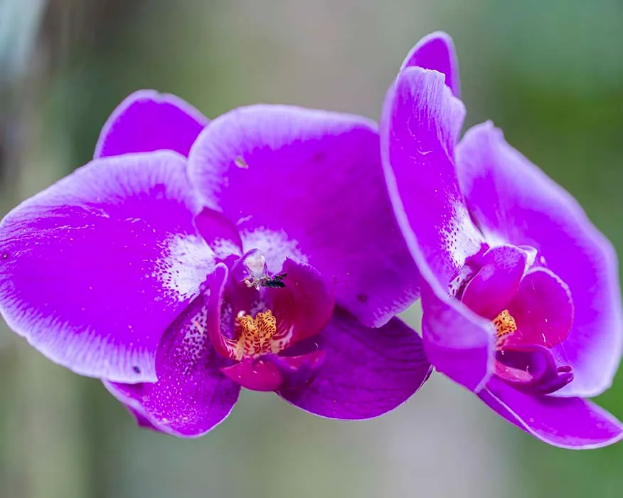 Moth Orchid Hawaii Tropical Bioreserve and Garden, flowers and plants, a fine art photograph by Janell Evelyn Baca