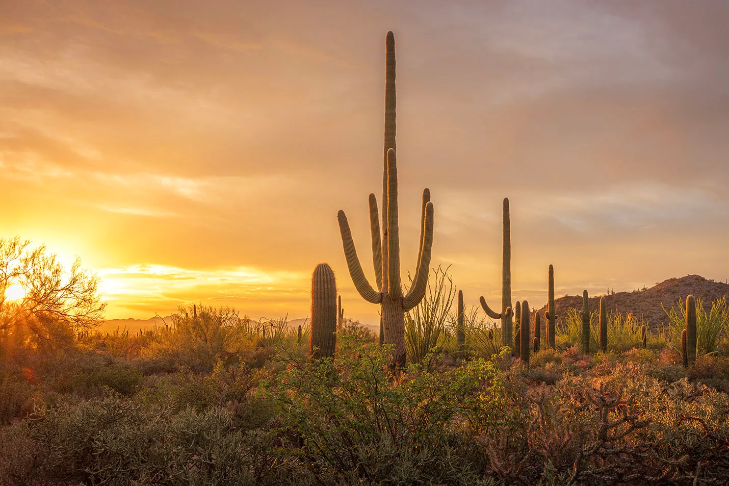 MSS (112) Sunset in Saguaro National Park Tucson Arizona by Michael Joseph Baca, Casa de Baca Studios, Florence, Arizona