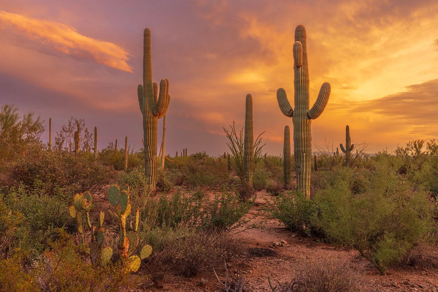 MSS (113) Sunset Saguaro National Park Tucson Arizona by Michael Joseph Baca, Casa de Baca Studios, Florence, Arizona