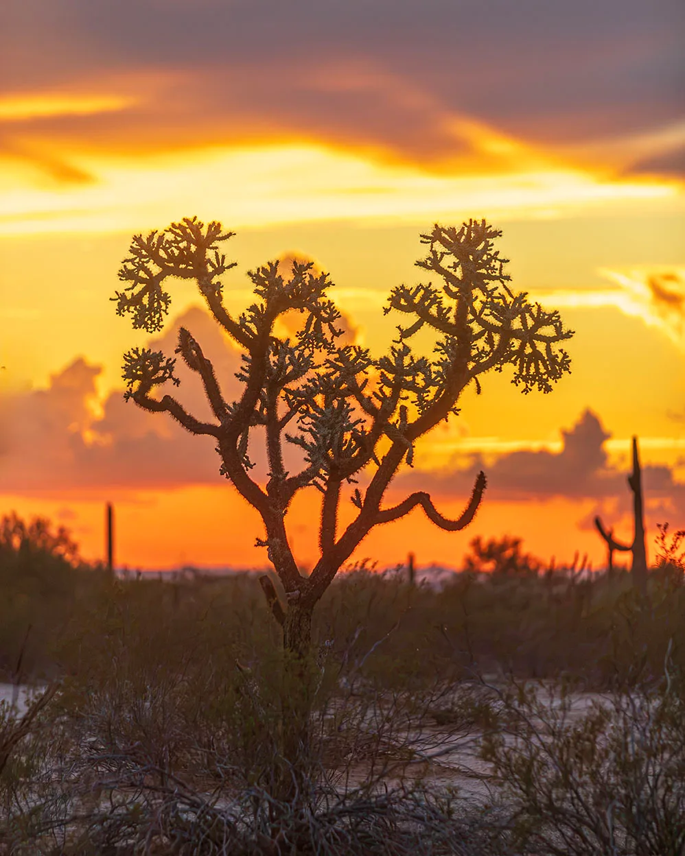 MSS (115) Cholla Sunset Florence Arizona by Michael Joseph Baca, Casa de Baca Studios, Florence, Arizona