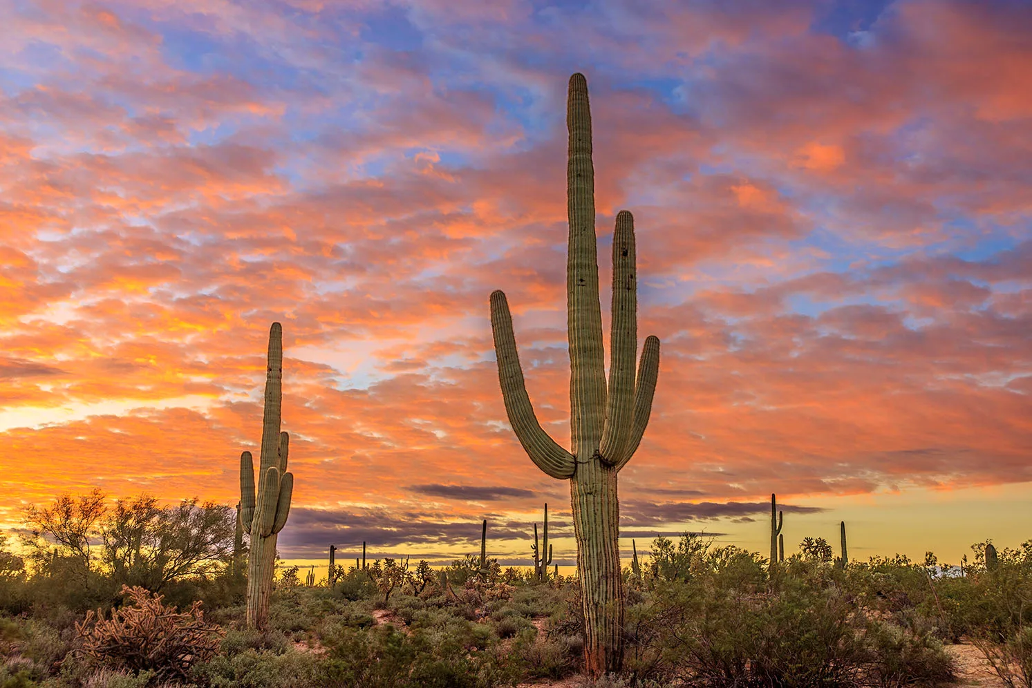 MSS (118) Florence Arizona, sunset and sunrise by Michael Joseph Baca, Casa de Baca Studios, Florence, Arizona