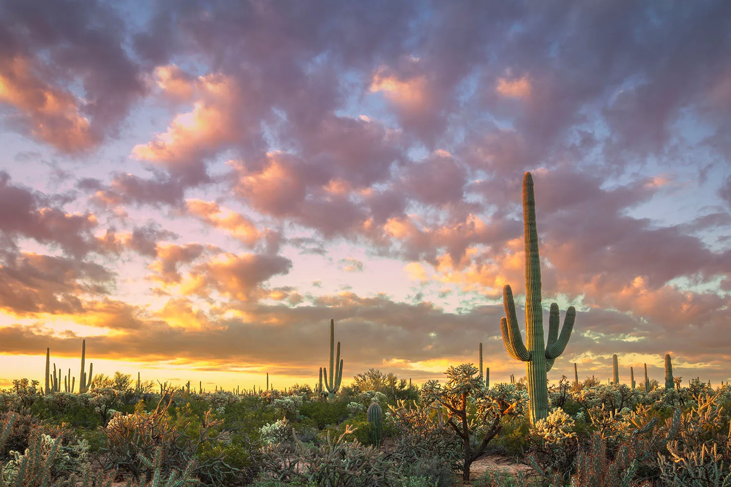 MSS (121) Florence Arizona, sunset and sunrise by Michael Joseph Baca, Casa de Baca Studios, Florence, Arizona