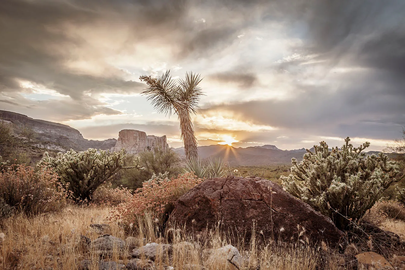 MSS (22) Joshua Tree Sunset Wickenburg Arizona by Michael Joseph Baca, Casa de Baca Studios, Florence, Arizona