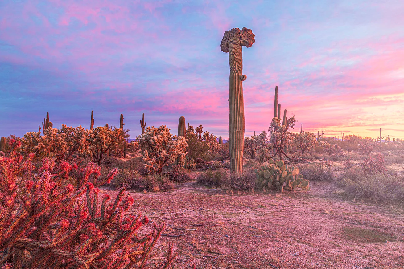 MSS (34) Crested Saguaro Florence Arizona, sunset and sunrise by Michael Joseph Baca, Casa de Baca Studios, Florence, Arizona