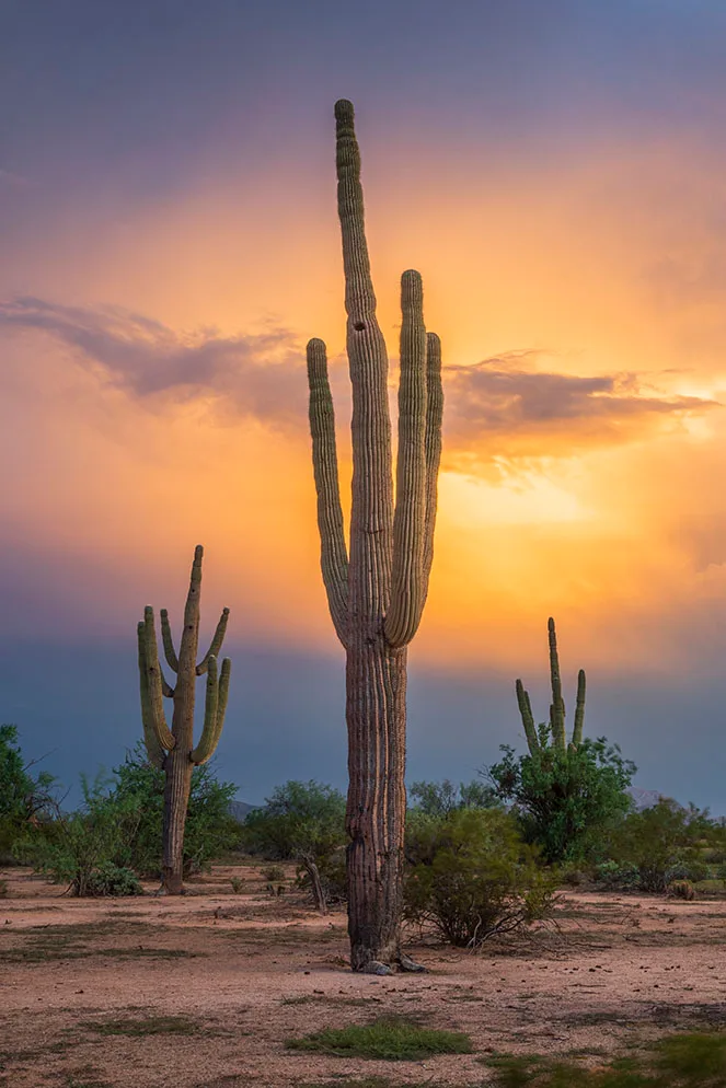 MSS (51) Vertical Crop Coolidge Arizona, sunset and sunrise by Michael Joseph Baca, Casa de Baca Studios, Florence, Arizona