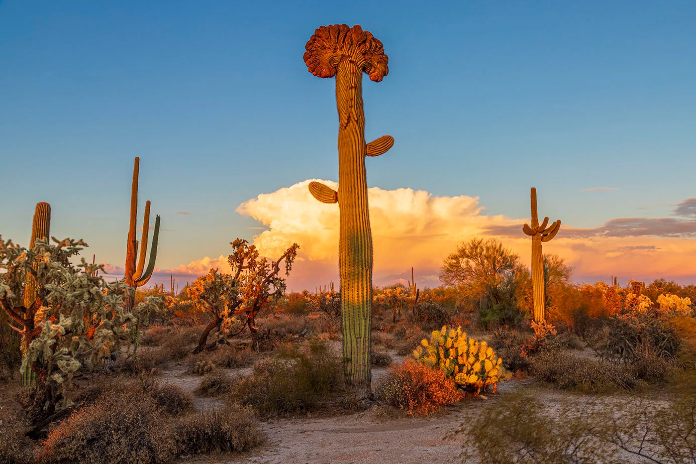 MSS (64) Crested Saguaro Florence Arizona, sunset and sunrise by Michael Joseph Baca, Casa de Baca Studios, Florence, Arizona