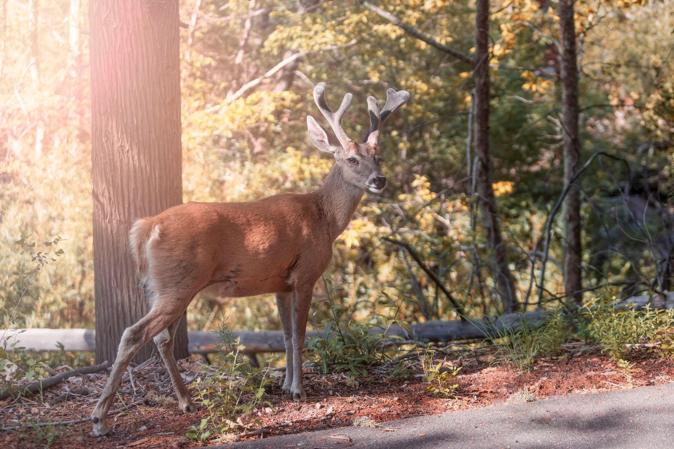 Mule Deer Buck at Chiricahua National Monument, animals, a fine art photograph by Michael Joseph Baca