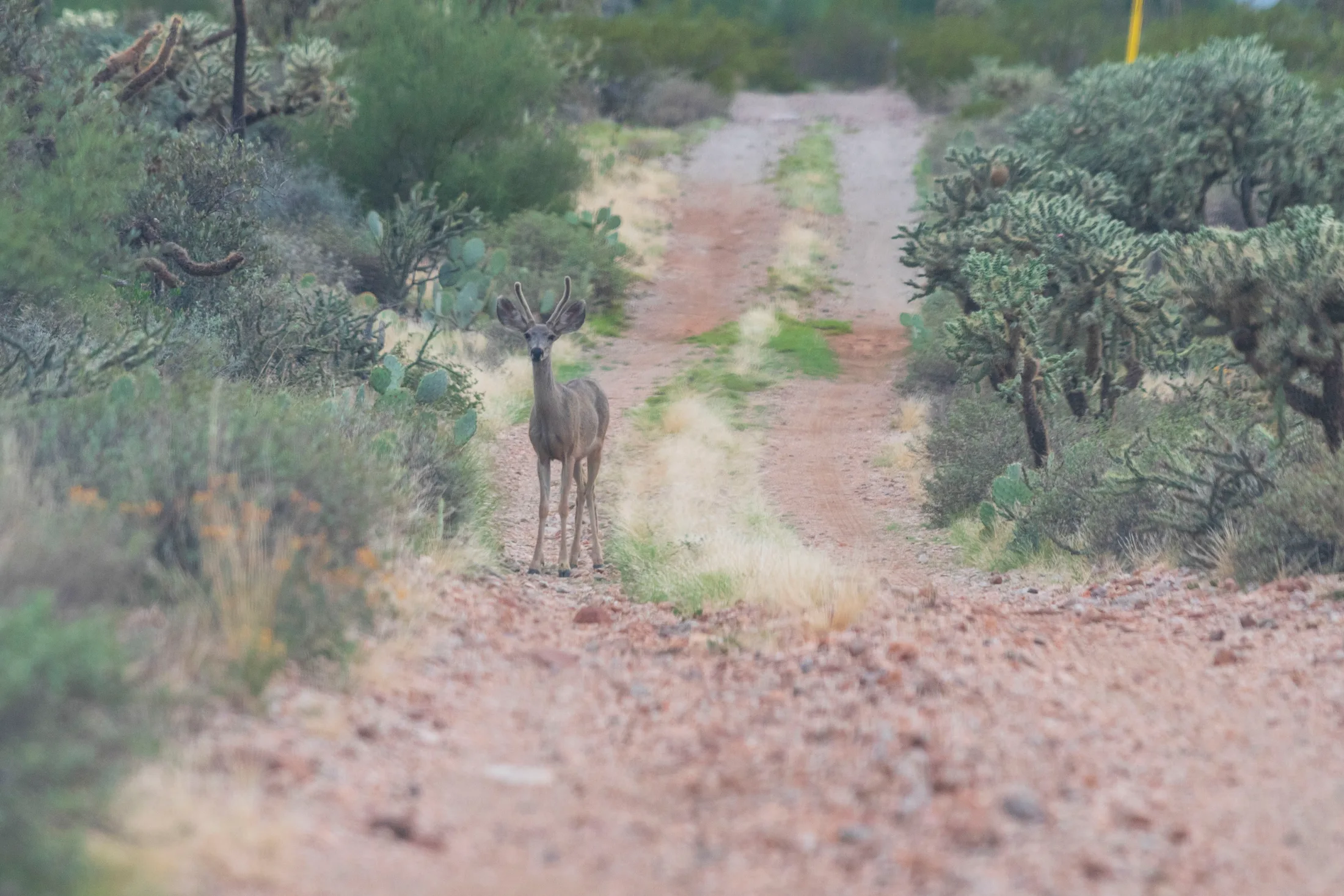 Mule Deer in desert near Queen Valley, animals, a fine art photograph by Michael Joseph Baca