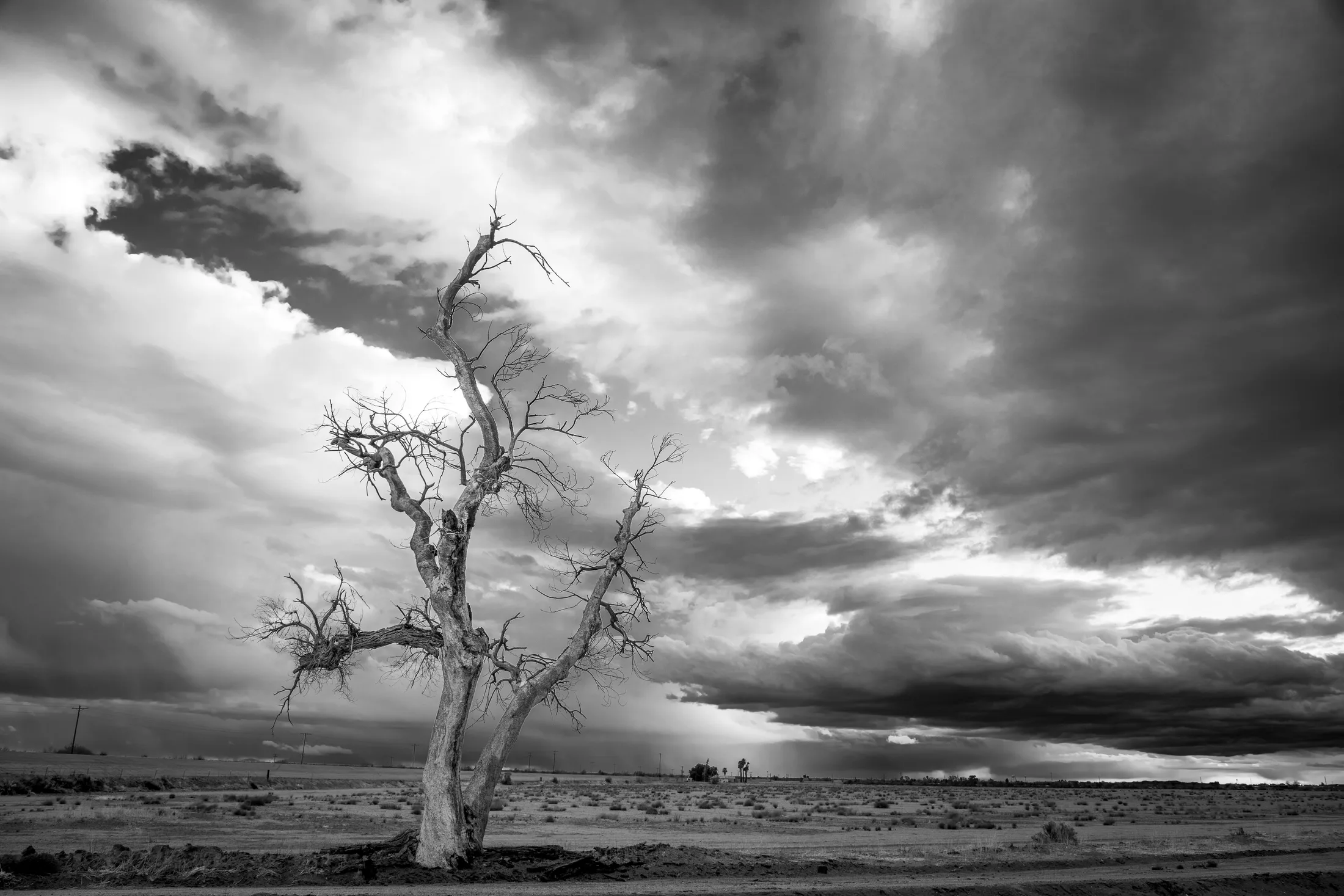 Old Tree and Distant Storm Florence AZ -1, lightning, a fine art photograph by Michael Joseph Baca