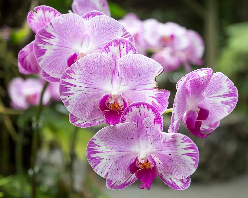Orchid Hawaii Tropical Bioreserve and Garden, flowers and plants, a fine art photograph by Janell Evelyn Baca