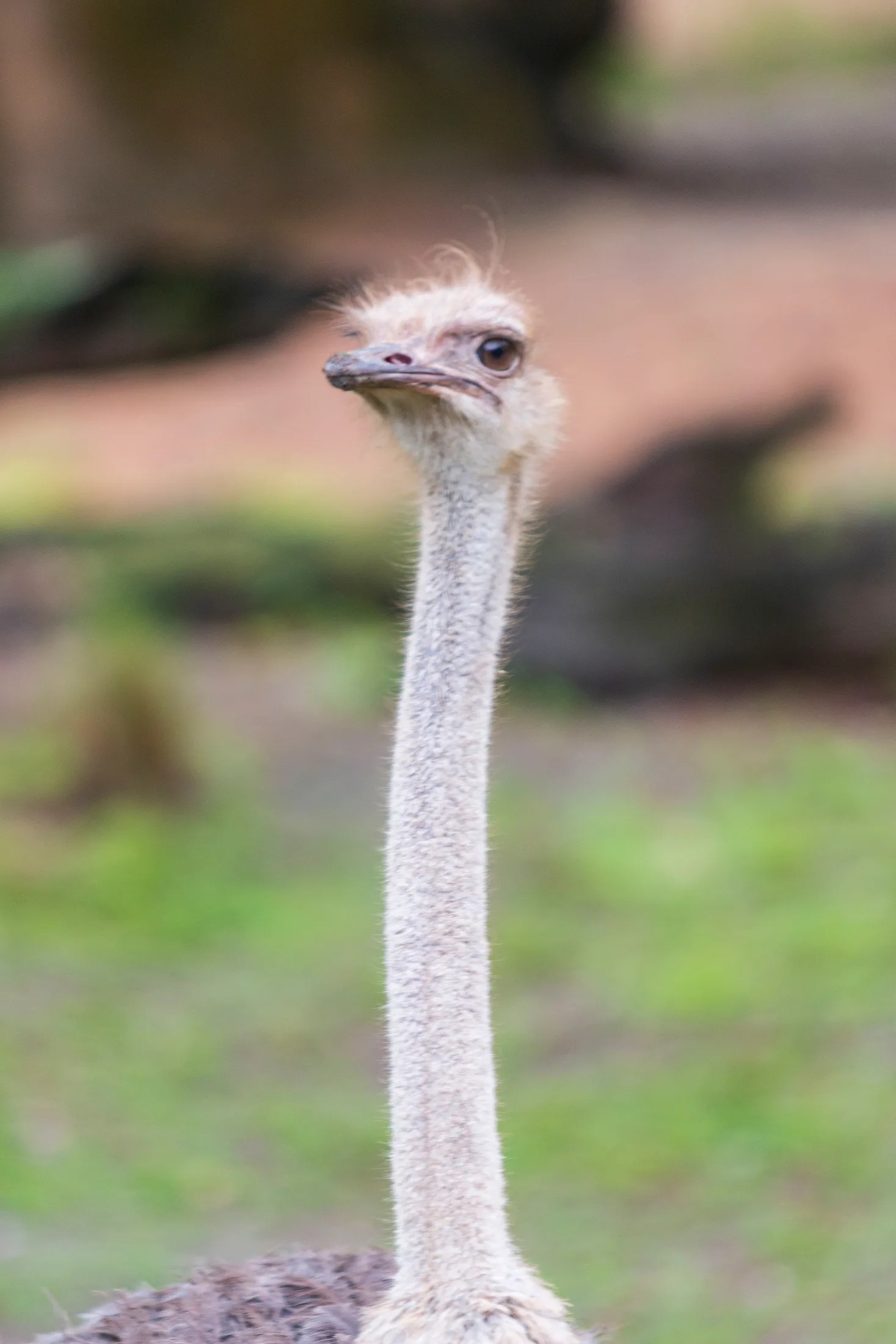 Ostrich at Animal Kingdom FL, animals, a fine art photograph by Michael Joseph Baca, Casa de Baca Studios, Florence, Arizona