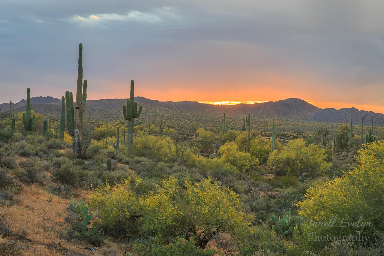 Palo Verde Blooming Superstition Wilderness off Hwy 60, sunset and sunrise, a fine art photograph by Janell Evelyn Baca