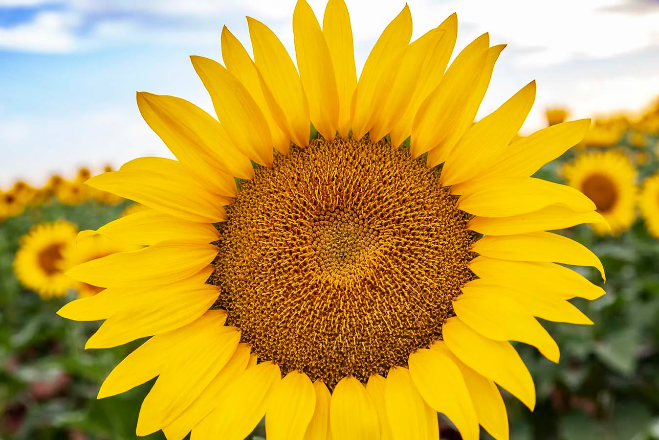 Pinal County Sunflowers, a fine art photograph by Janell Evelyn Baca, Casa de Baca Studios, Florence, Arizona