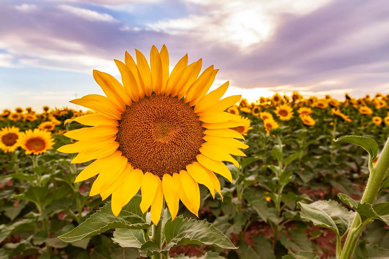 Pinal County Sunflowers, a fine art photograph by Janell Evelyn Baca, Casa de Baca Studios, Florence, Arizona