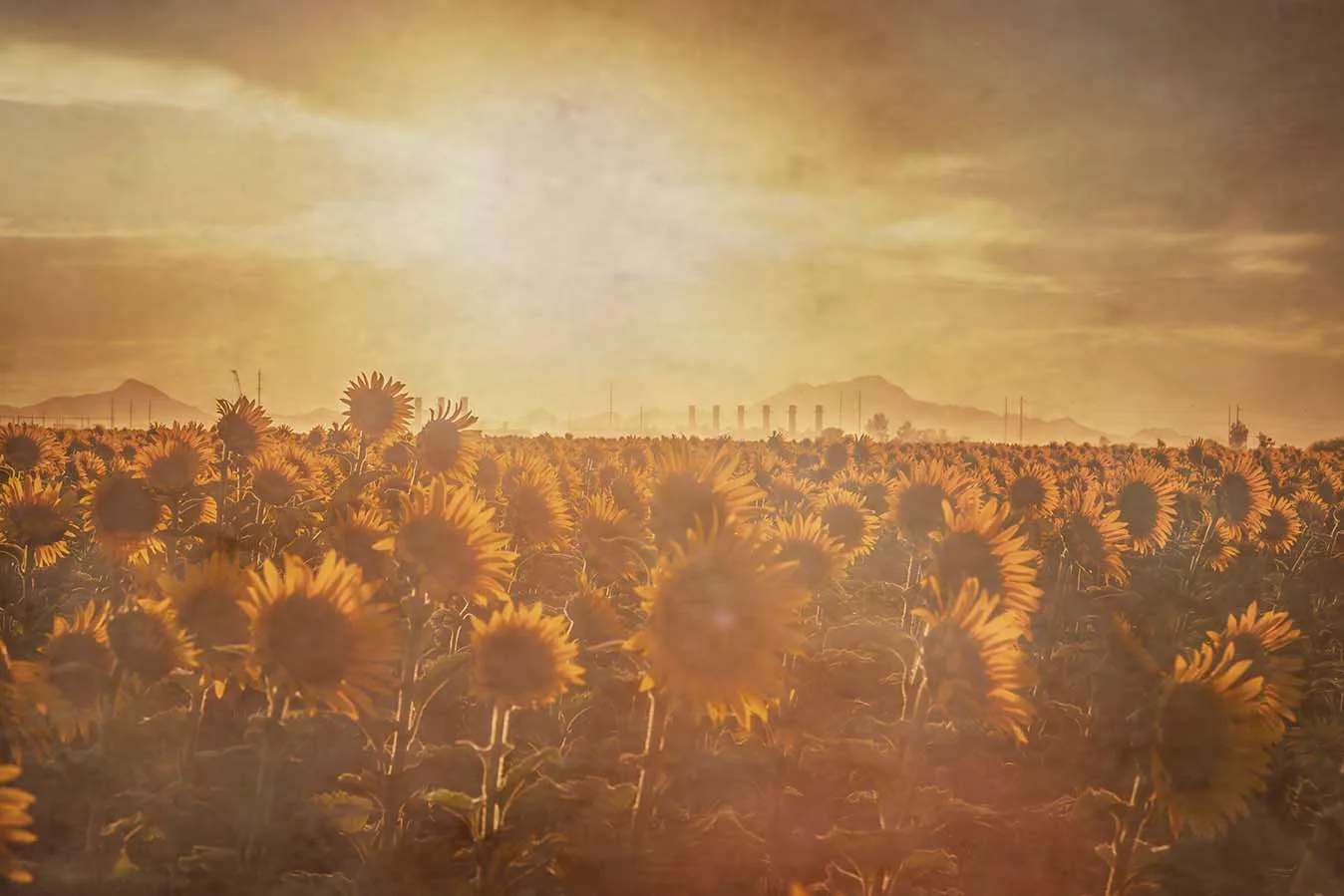 Pinal County Sunflowers sunset, a fine art photograph by Janell Evelyn Baca, Casa de Baca Studios, Florence, Arizona