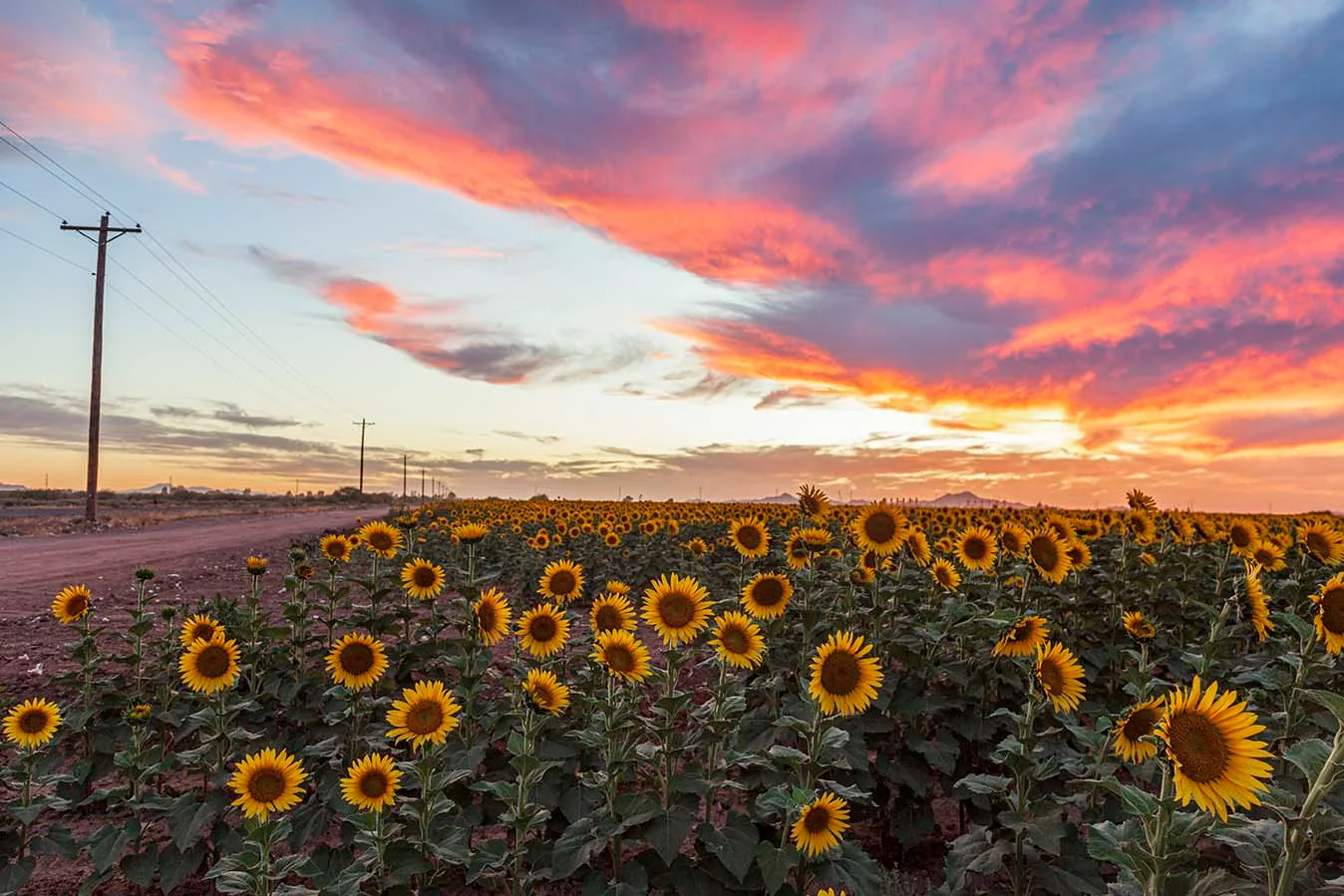 Pinal County Sunflowers, a fine art photograph by Janell Evelyn Baca, Casa de Baca Studios, Florence, Arizona
