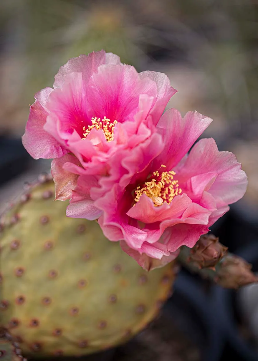 Pink Bloom Beavertail Prickly Pear Cactus Boyce Thompson Arboretum, flowers and plants, a fine art photograph