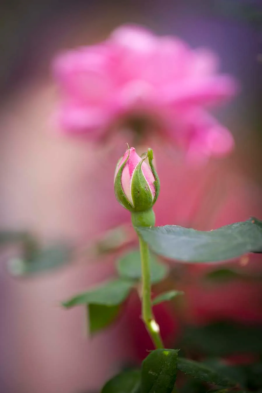 Pink Garden Rose Bud Tucson Botanical, flowers and plants, a fine art photograph by Janell Evelyn Baca