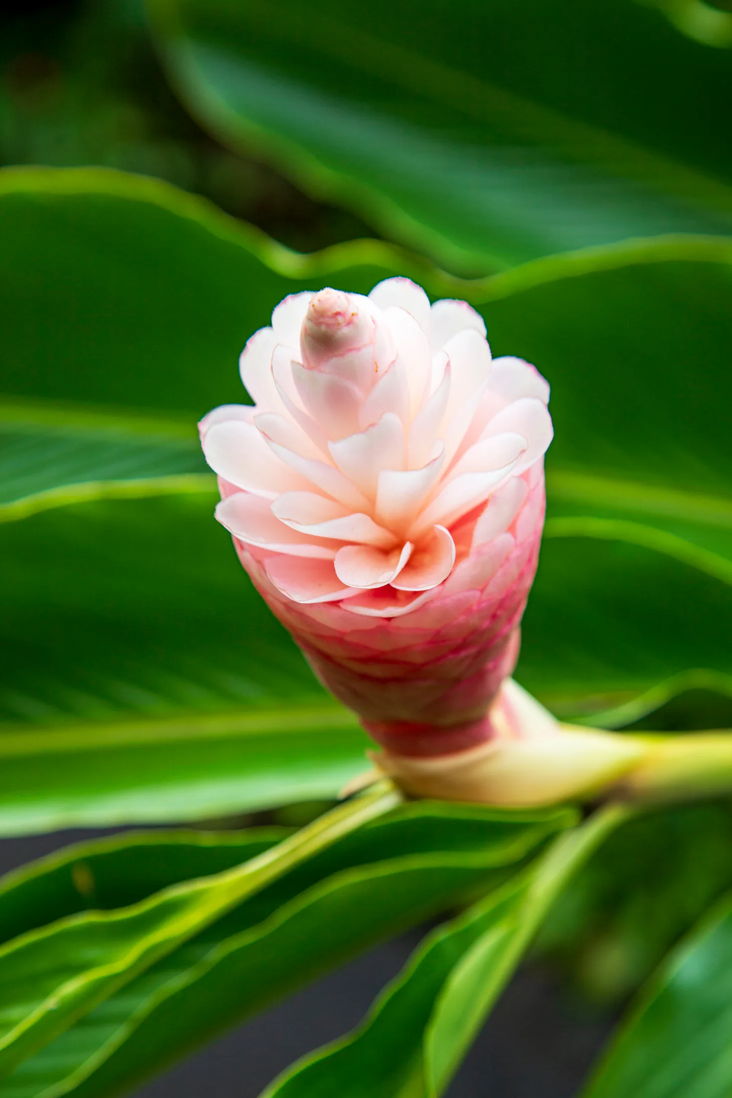 Pinkk & White Spiral Ginger Flower Hawaii, flowers and plants, a fine art photograph by Michael Joseph Baca