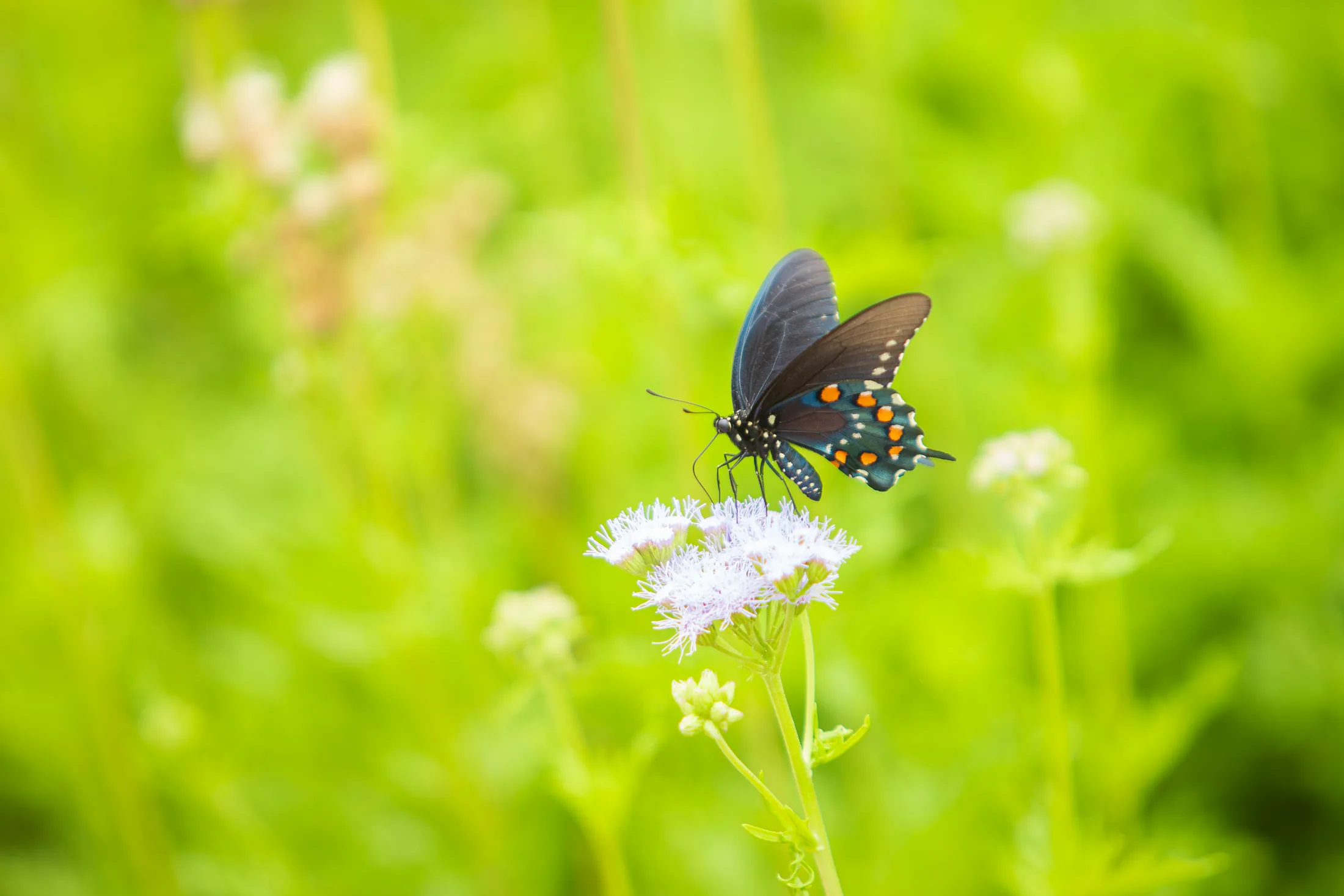 Pipevine Swallowtail Butterfly at the San Pedro House in Sierra Vista AZ, animals, a fine art photograph