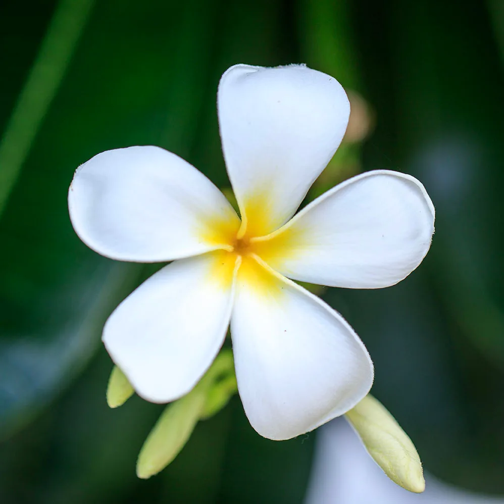 Plumeria Frangipani Big Island Hawaii, flowers and plants, a fine art photograph by Janell Evelyn Baca