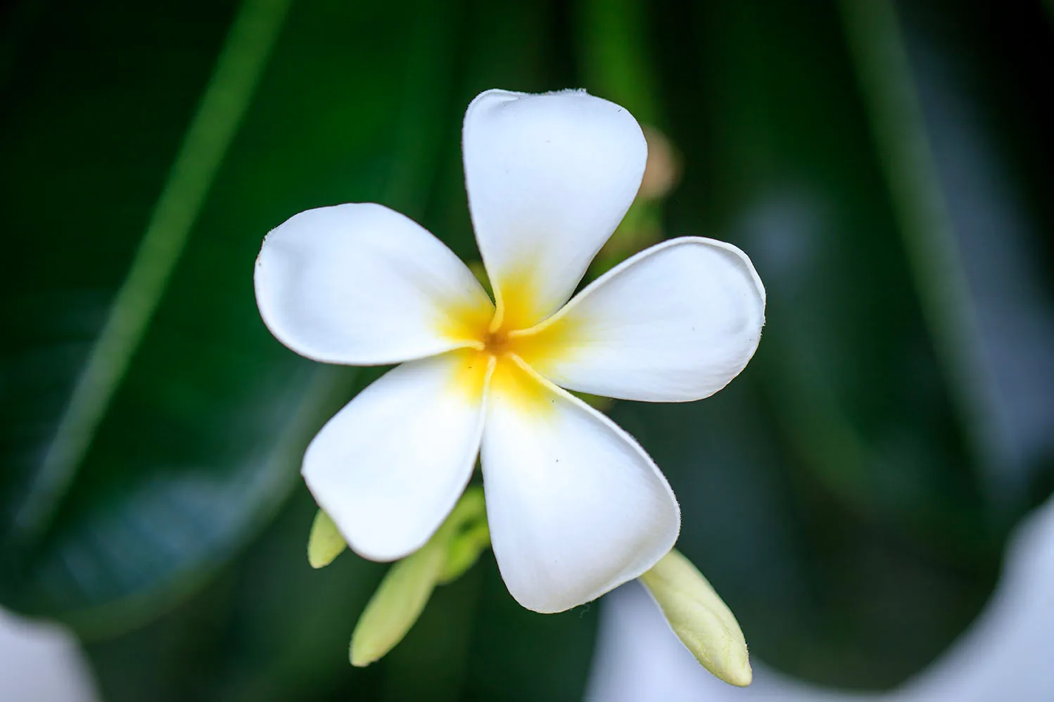 Plumeria frangipani Big Island Hawaii, flowers and plants, a fine art photograph by Janell Evelyn Baca