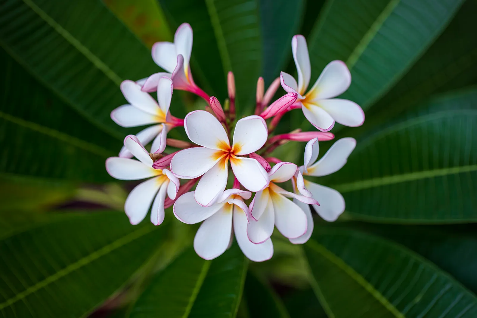 Plumeria Frangipani Bouquet Big Island Hawaii, flowers and plants, a fine art photograph by Janell Evelyn Baca