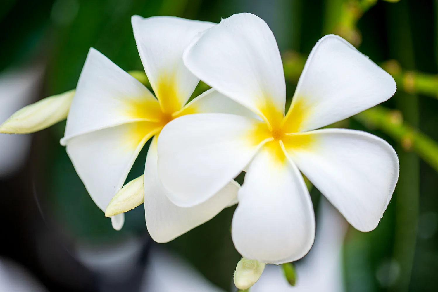 Plumeria Frangipani Pair Big Island Hawaii, flowers and plants, a fine art photograph by Janell Evelyn Baca