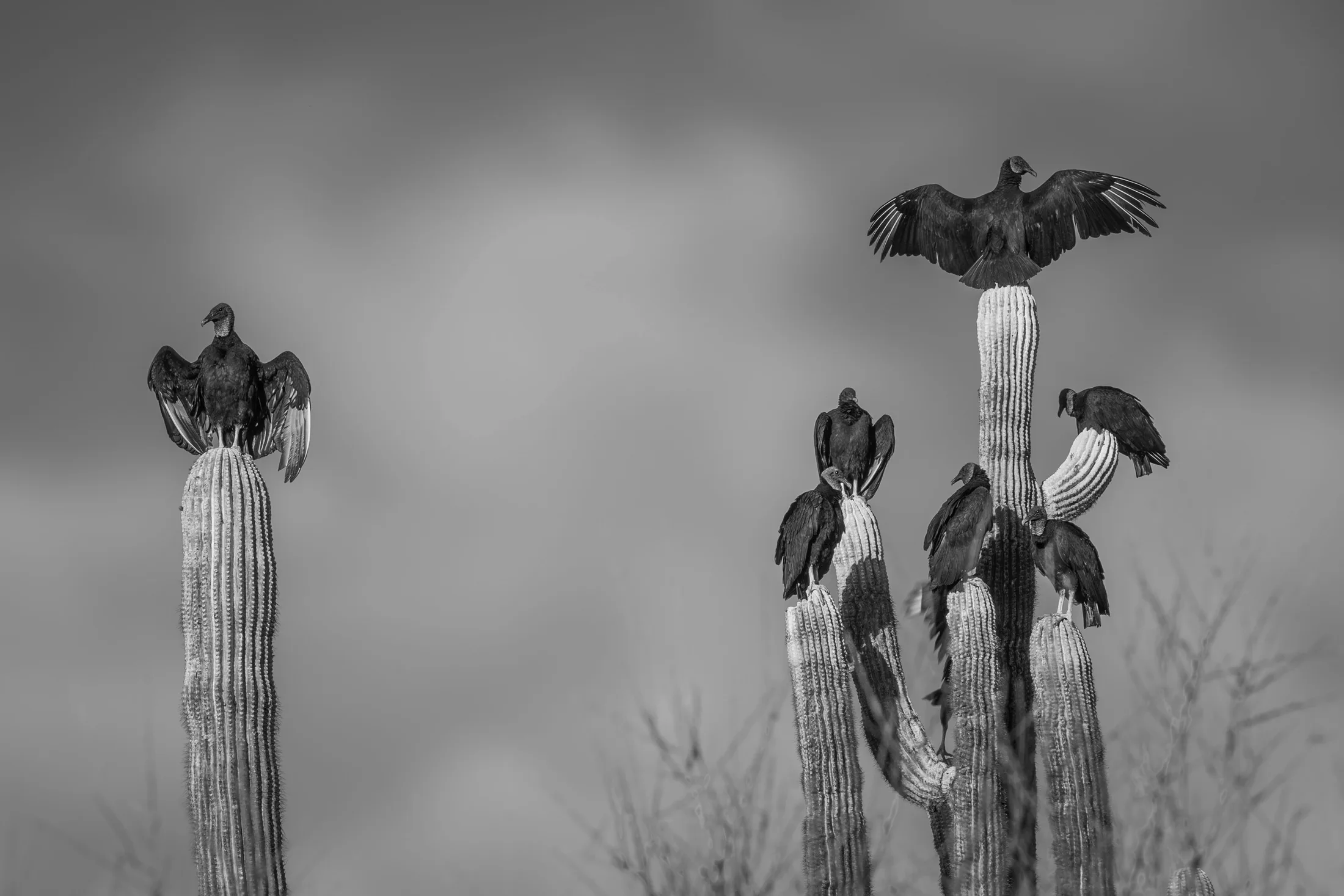 Price Road Black Vultures Florence AZ, animals, a fine art photograph by Michael Joseph Baca
