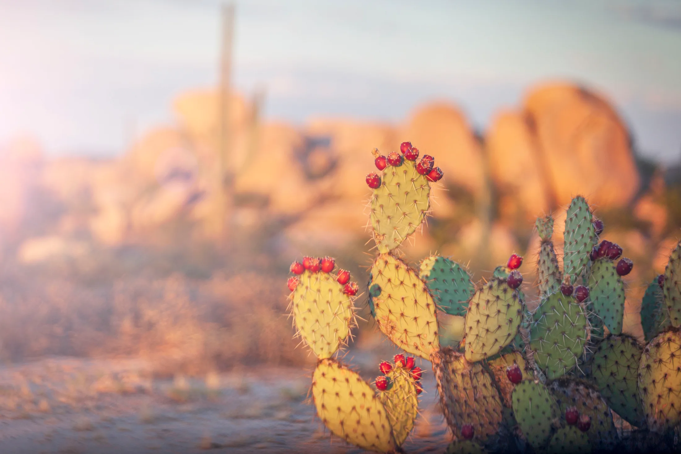 Prickly Pear at The Boulders Florence AZ, flowers and plants, a fine art photograph by Michael Joseph Baca