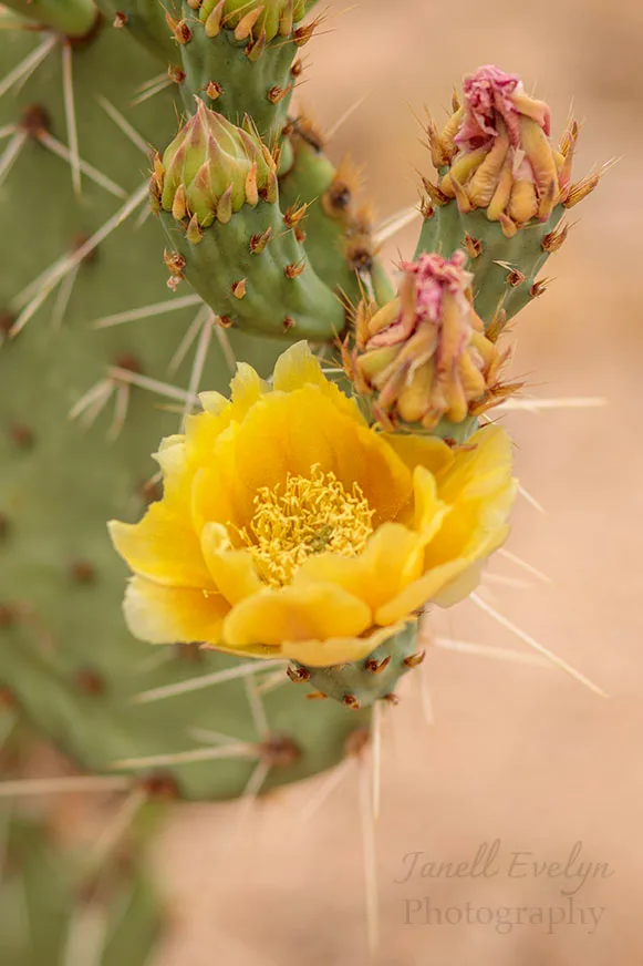 Prickly Pear Bloom at The Boulders Florence AZ, flowers and plants, a fine art photograph by Janell Evelyn Baca