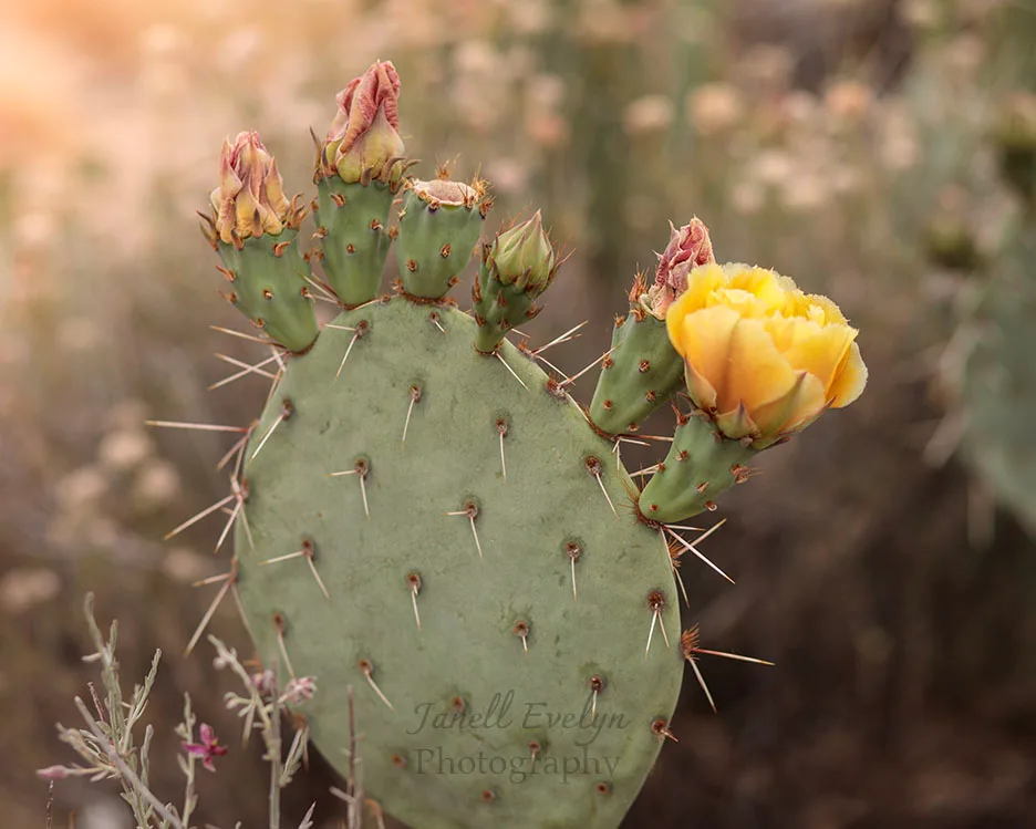 Prickly Pear Blossom at The Boulders Florence AZ, flowers and plants, a fine art photograph by Janell Evelyn Baca