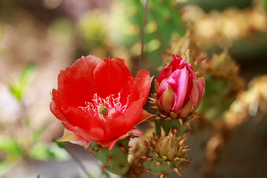 Prickly Pear Cactus Blooms Boyce Thompson Arboretum, flowers and plants, a fine art photograph by Janell Evelyn Baca