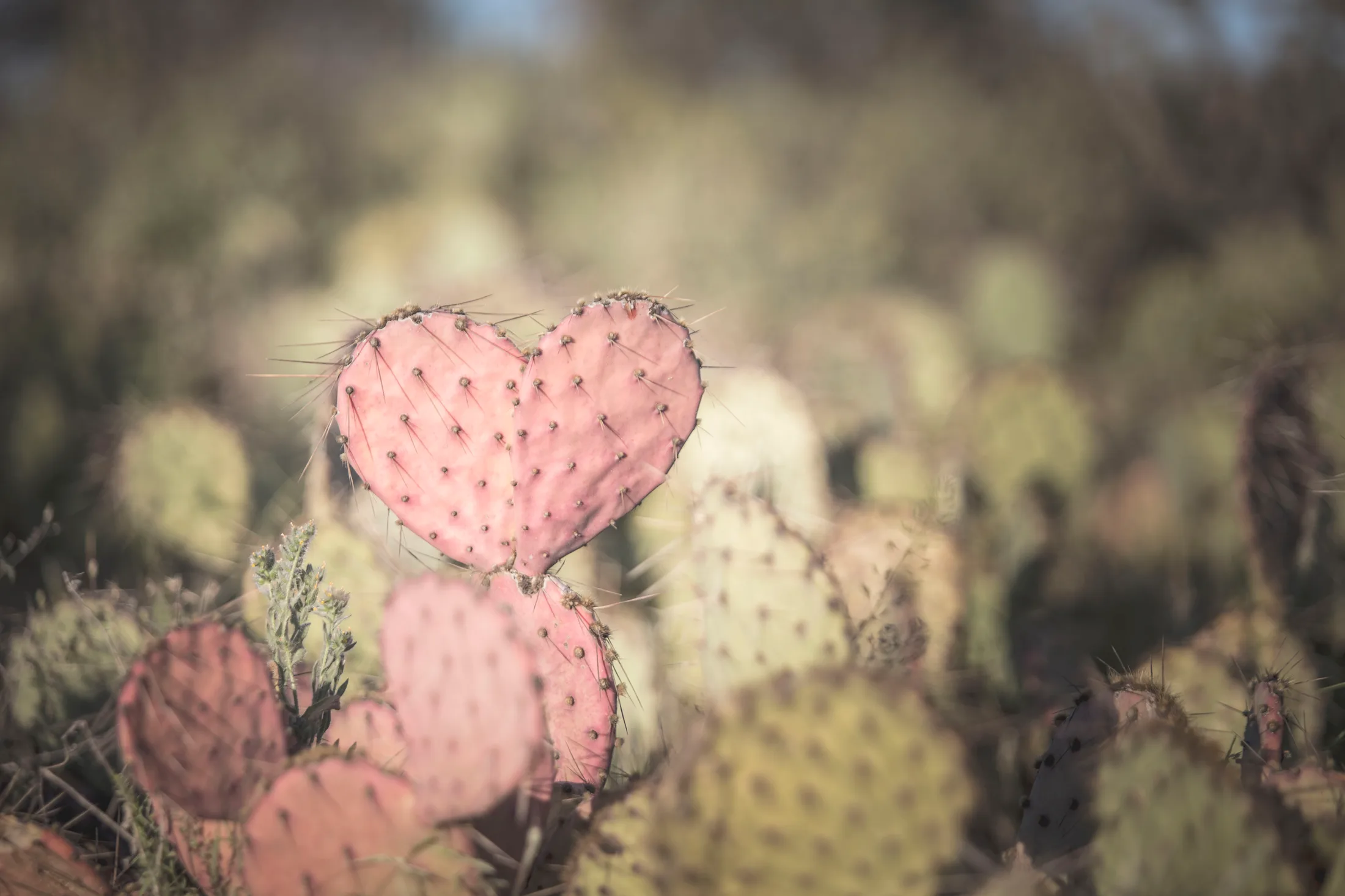 Prickly Pear Cactus Florence AZ, landscape, a fine art photograph by Michael Joseph Baca